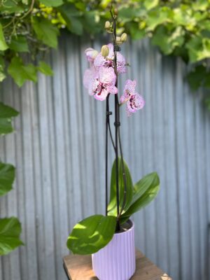Phalaenopsis Grace | Storczyk