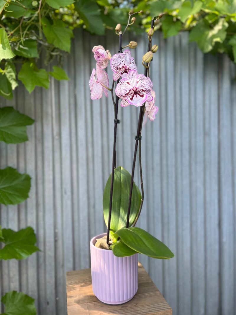 Phalaenopsis Grace | Storczyk