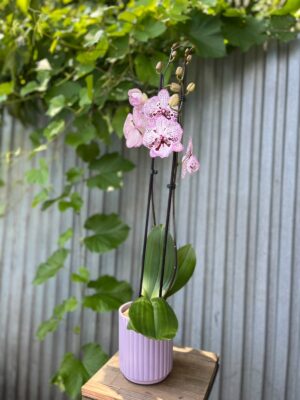 Phalaenopsis Grace | Storczyk