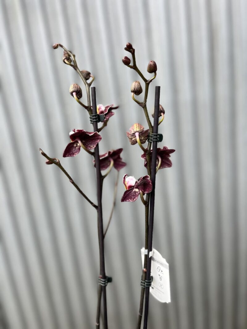 Phalaenopsis Ark’s Rhine | Storczyk przekwitający