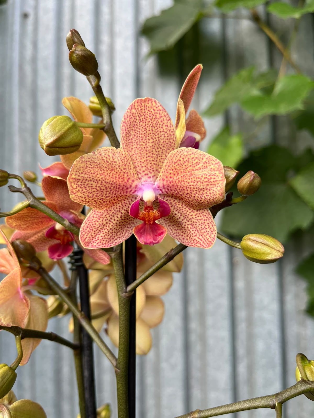 Phalaenopsis Sunset Love | Storczyk