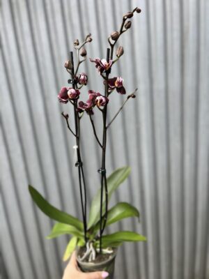 Phalaenopsis Ark’s Rhine | Storczyk przekwitający