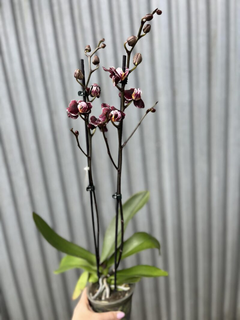 Phalaenopsis Ark’s Rhine | Storczyk przekwitający