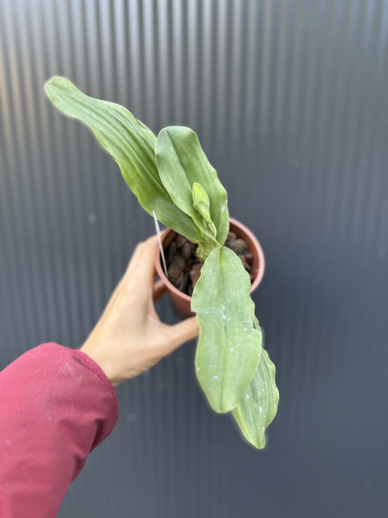 Storczyk Paphiopedilum – Pinocchio „Gelb”