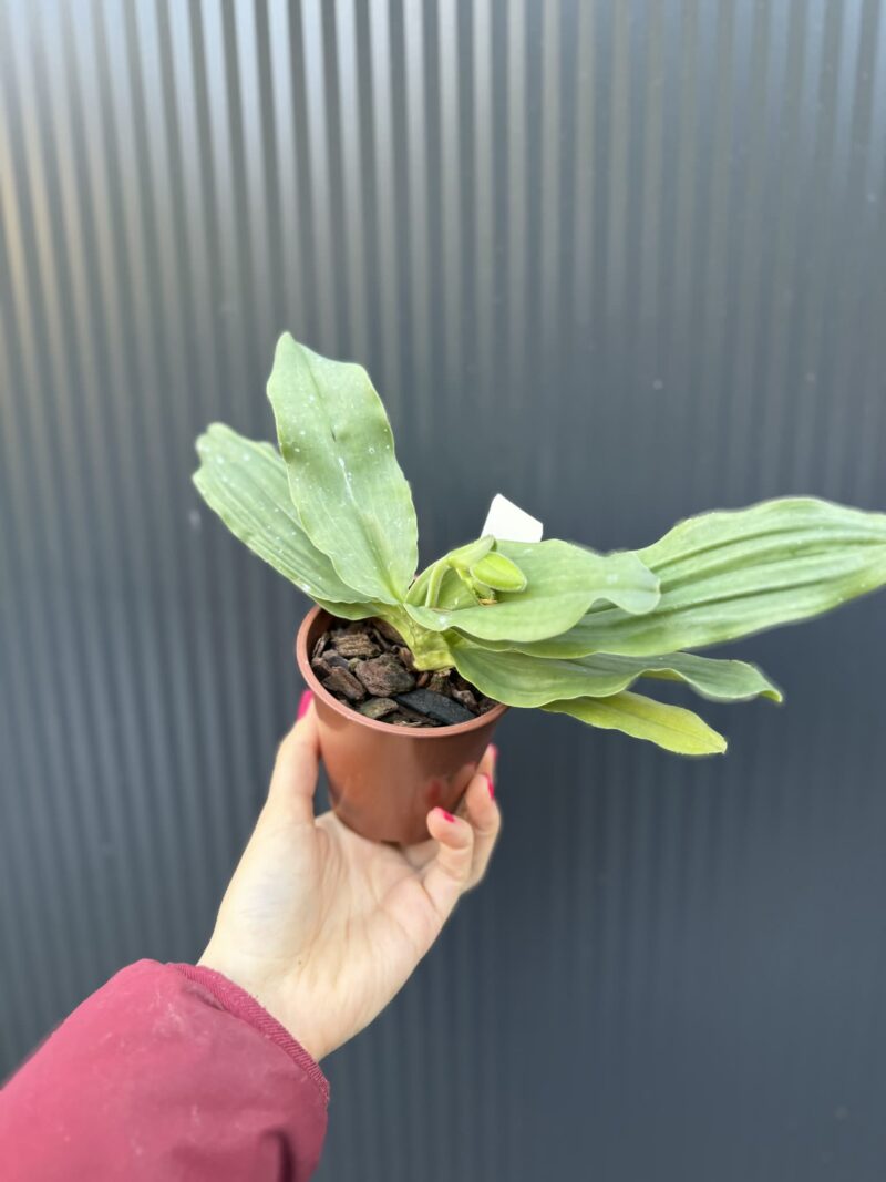 Storczyk Paphiopedilum – Pinocchio „Gelb”
