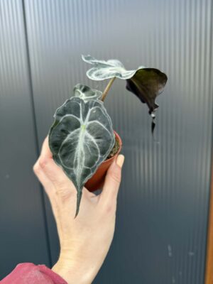 Alocasia Venom