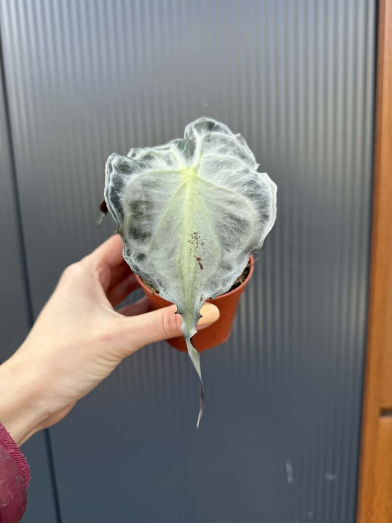 Alocasia Venom