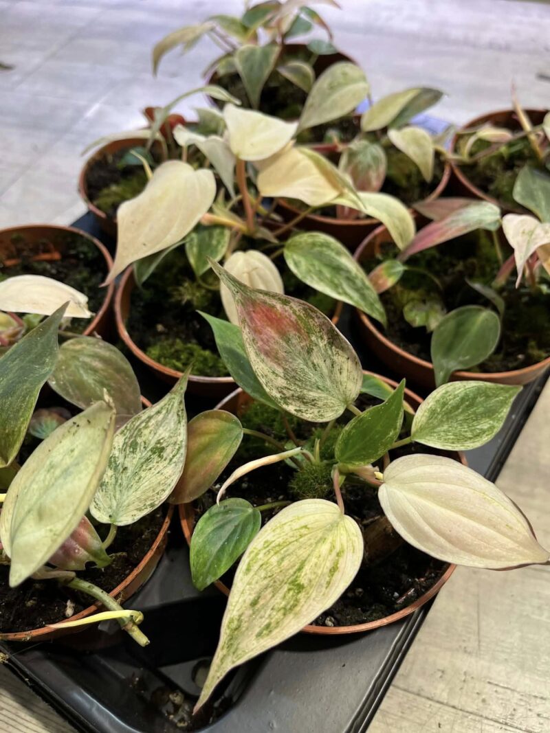 Philodenron Micans Marble Variegata