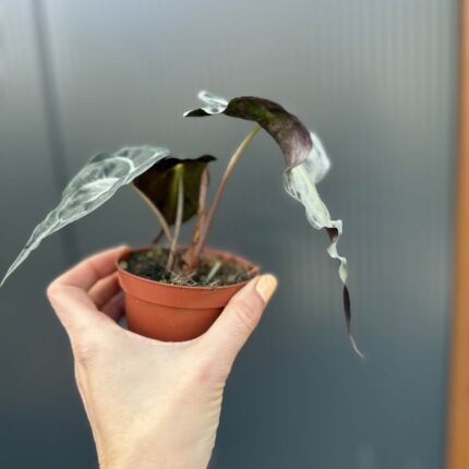 Alocasia Venom