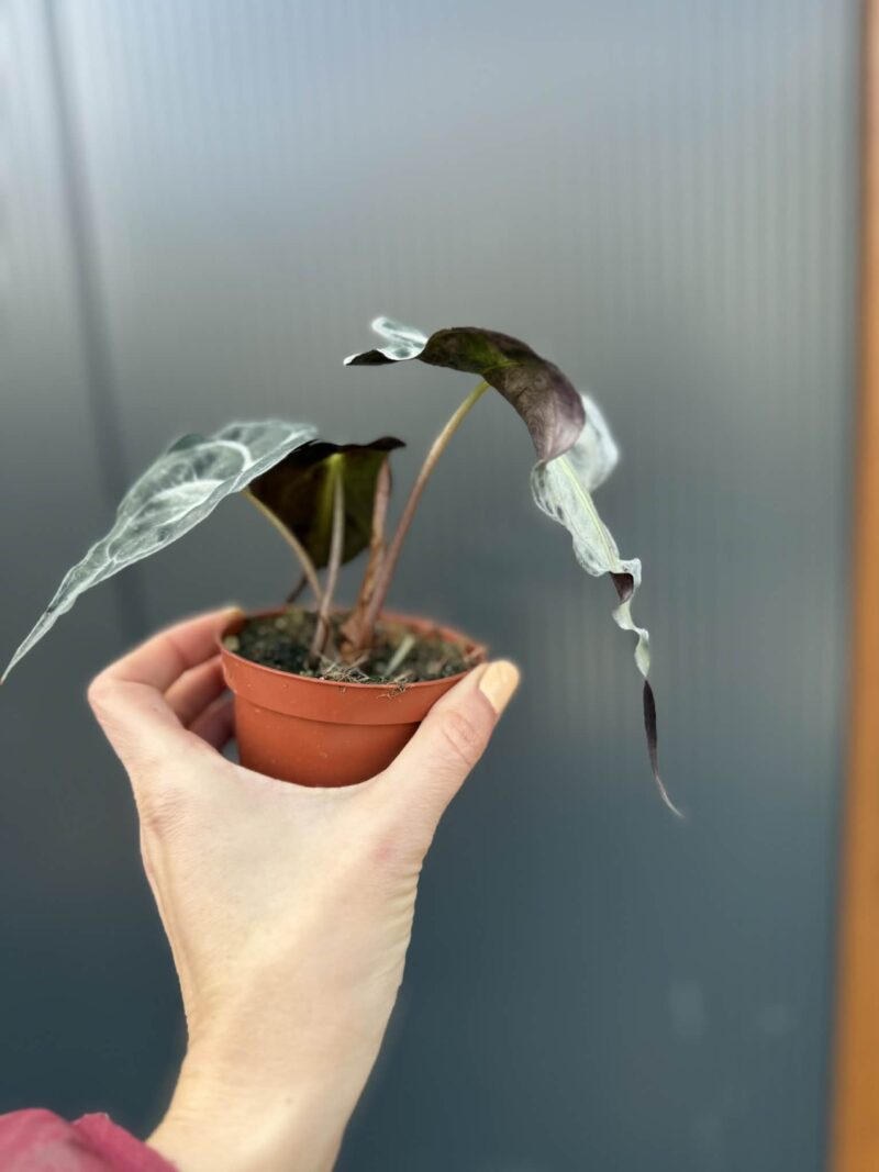 Alocasia Venom