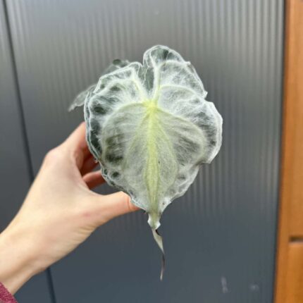 Alocasia Venom