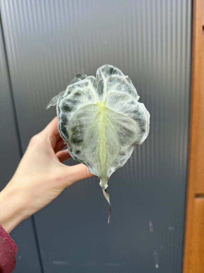 Alocasia Venom Alocasia Venom