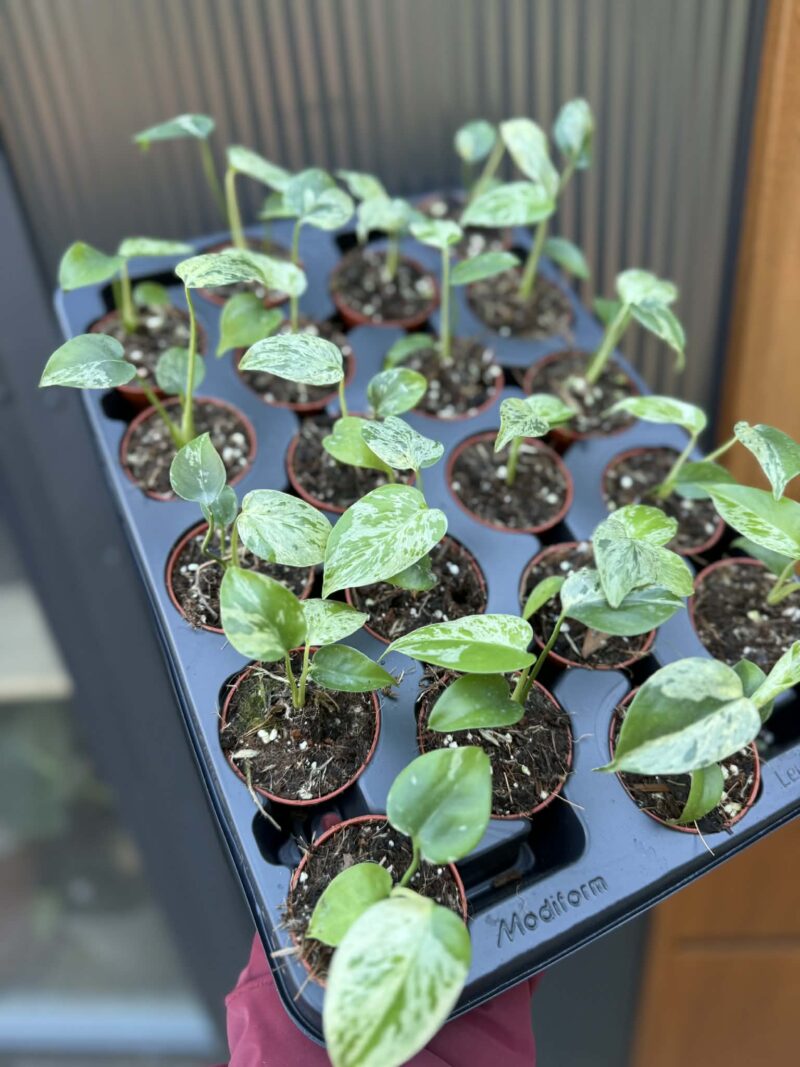 Monstera Bulbasaur