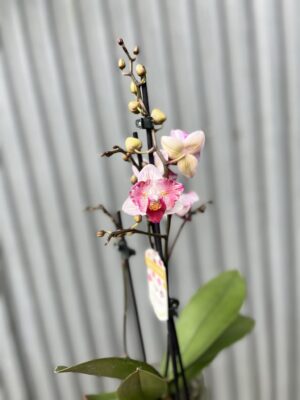 Phalaenopsis Crazy Daisy ‘Peloric’ | storczyk przekwitający
