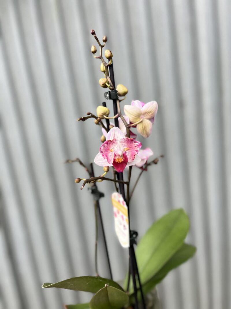 Phalaenopsis Crazy Daisy ‘Peloric’ | storczyk przekwitający