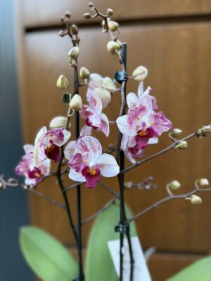Phalaenopsis Crazy Daisy ‘Peloric’ | storczyk przekwitający