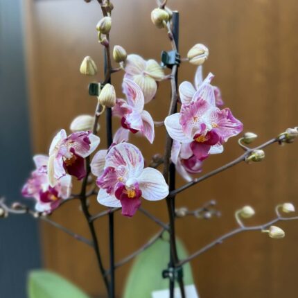 Phalaenopsis Crazy Daisy ‘Peloric’ | storczyk przekwitający