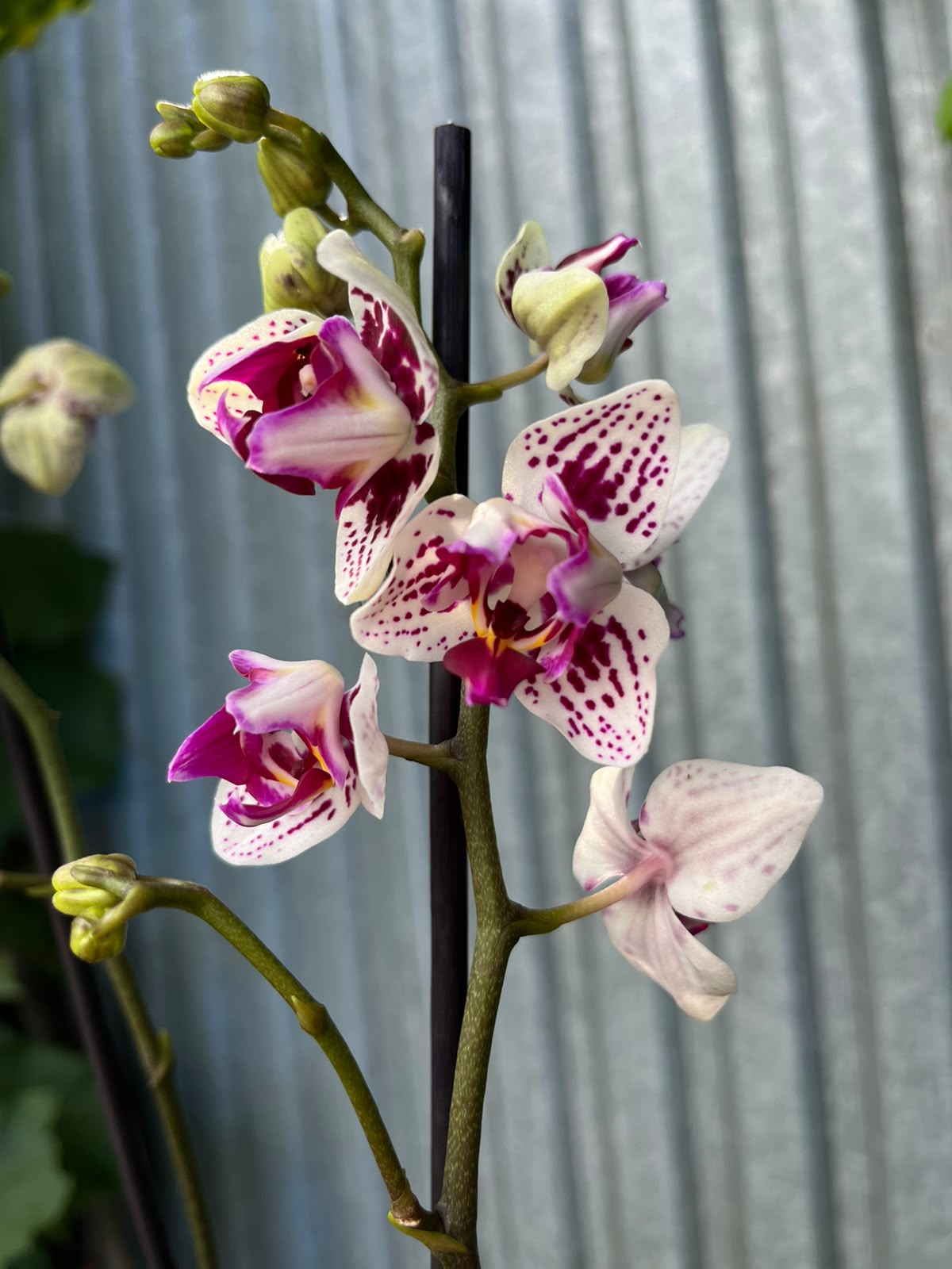 Phalaenopsis Younghome Summer Peloric | Storczyk