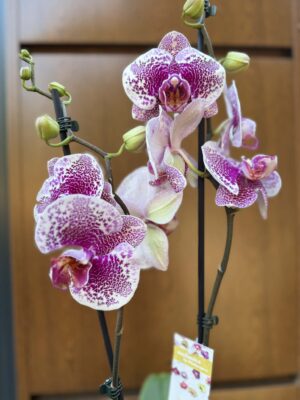 Phalaenopsis Golden Poker Leopard | Storczyk