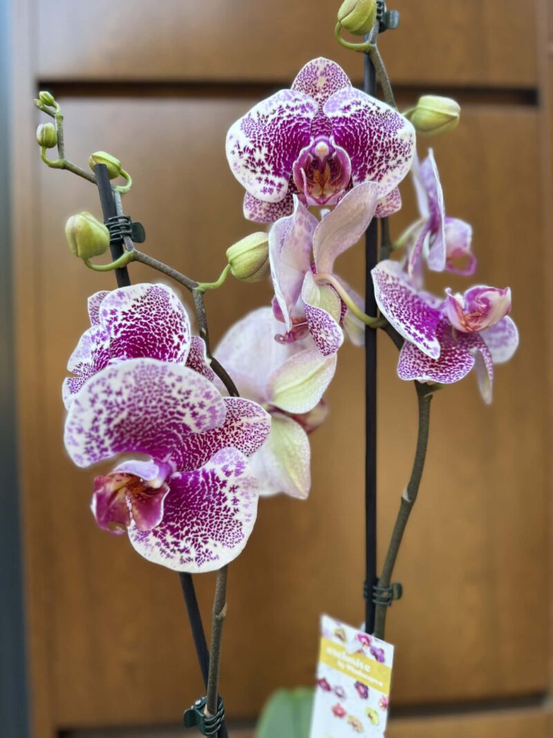 Phalaenopsis Golden Poker Leopard | Storczyk