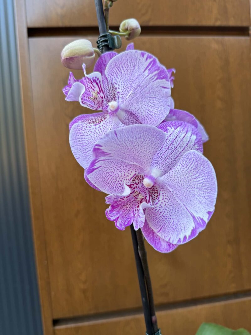 Phalaenopsis SOGO On the Mauve – Big Lip | Storczyk Phalaenopsis SOGO On the Mauve – Big Lip | Storczyk