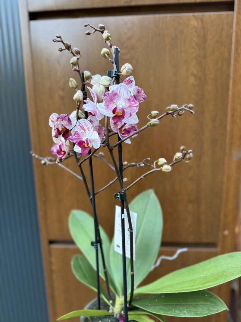 Phalaenopsis Crazy Daisy ‘Peloric’ | storczyk przekwitający