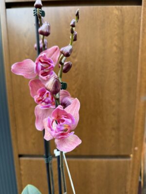 Phalaenopsis Limited 08 przekwitający