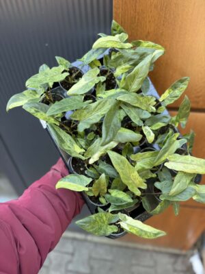 Alocasia Lauterbachiana Variegata