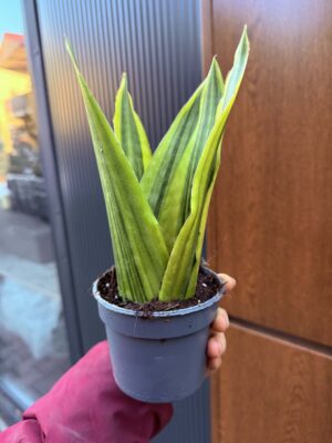 Sansevieria jamaiquina