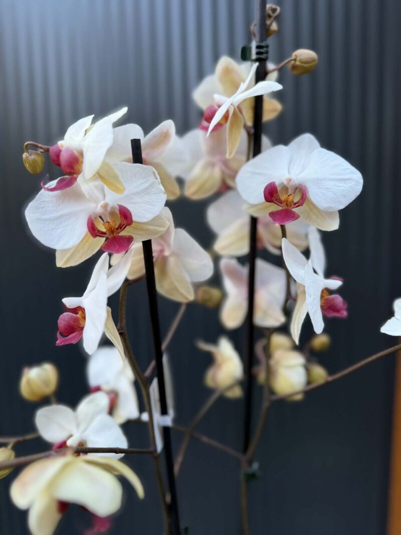 Phalaenopsis Limited 23 Phalaenopsis Limited 23