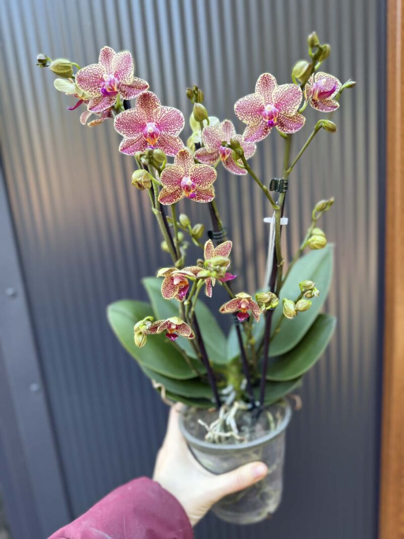 Phalaenopsis ‘Pikachu’ | Storczyk