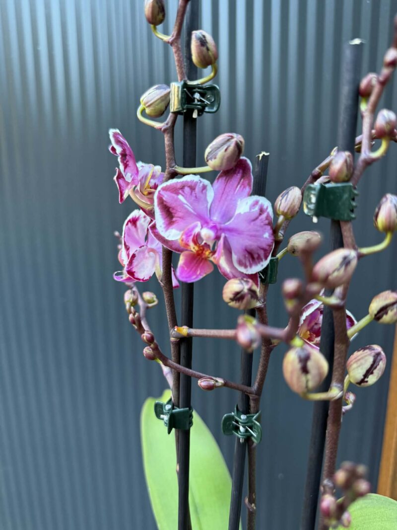 Phalaenopsis Younghome Kaleido | Storczyk