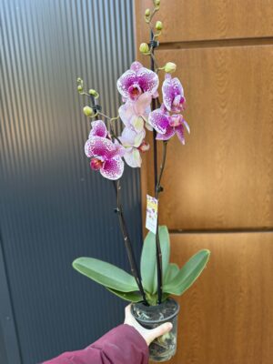 Phalaenopsis Golden Poker Leopard | Storczyk