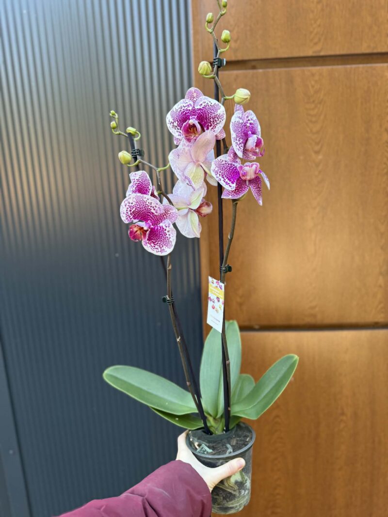 Phalaenopsis Golden Poker Leopard | Storczyk