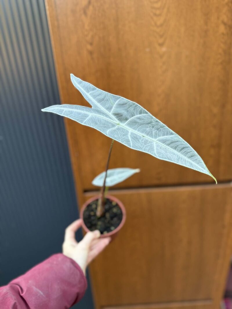 Alocasia Longiloba Silver