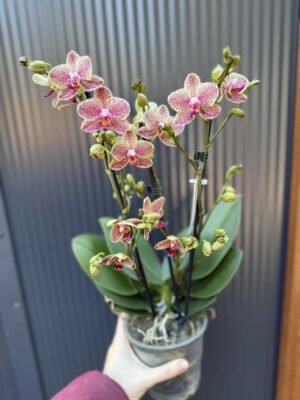 Phalaenopsis ‘Pikachu’ | Storczyk