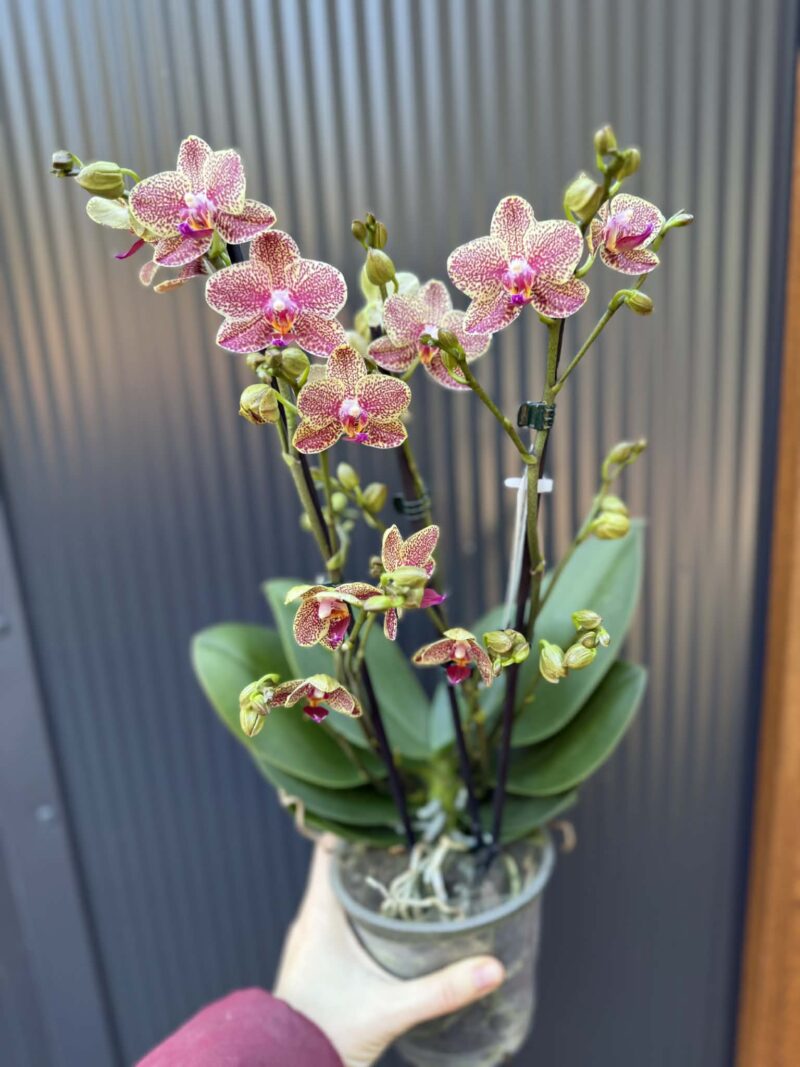 Phalaenopsis ‘Pikachu’ | Storczyk