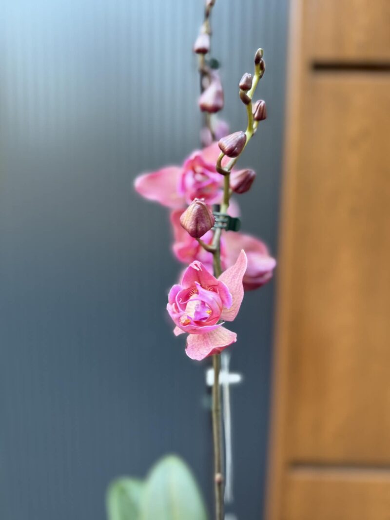 Phalaenopsis Limited 08 przekwitający