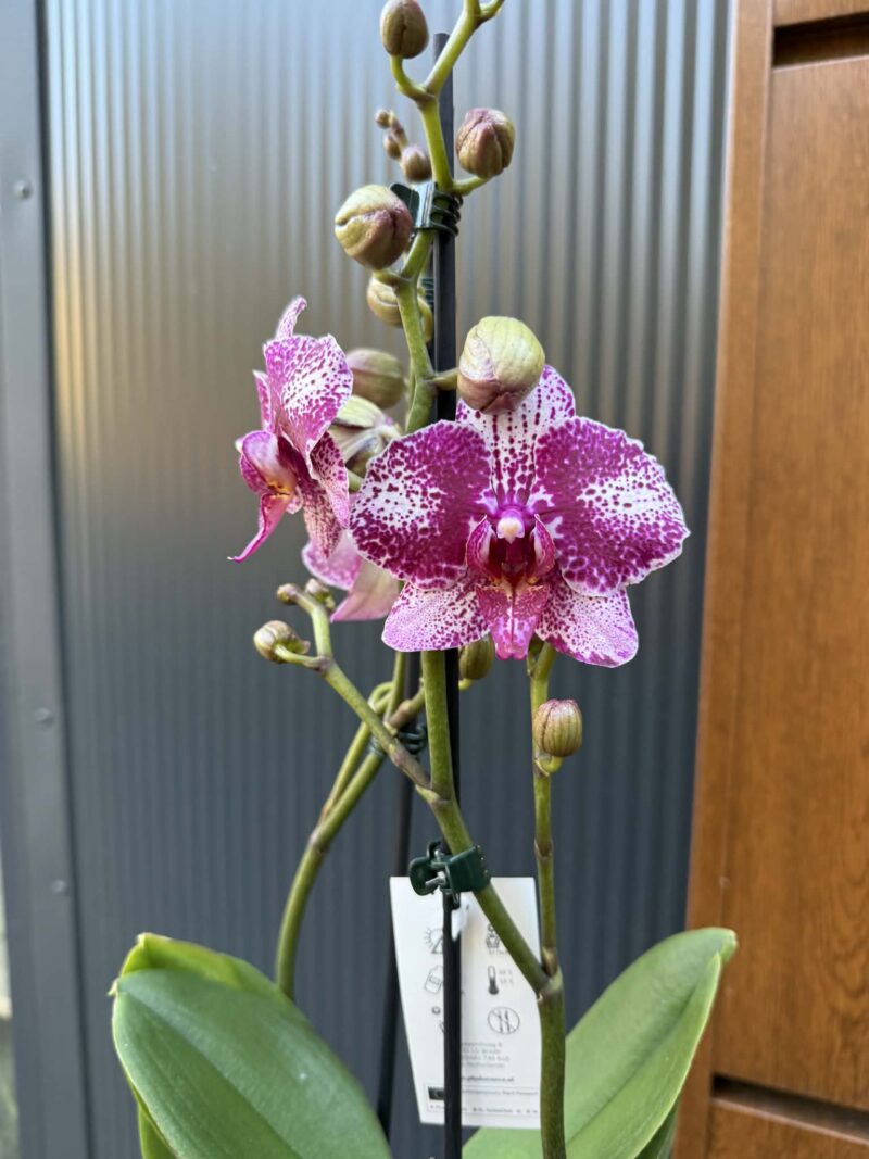 Phalaenopsis | Storczyk Phalaenopsis | Storczyk