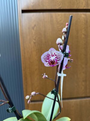 Phalaenopsis Formosa Cranberry ‘Peloric’ | Storczyk