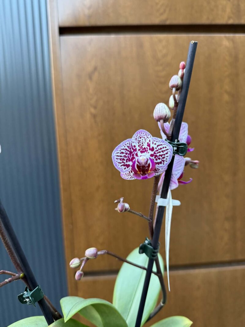 Phalaenopsis Formosa Cranberry ‘Peloric’ | Storczyk
