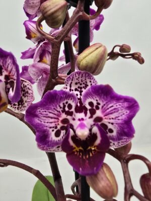 Phalaenopsis Formosa Cranberry ‘Peloric’ | Storczyk