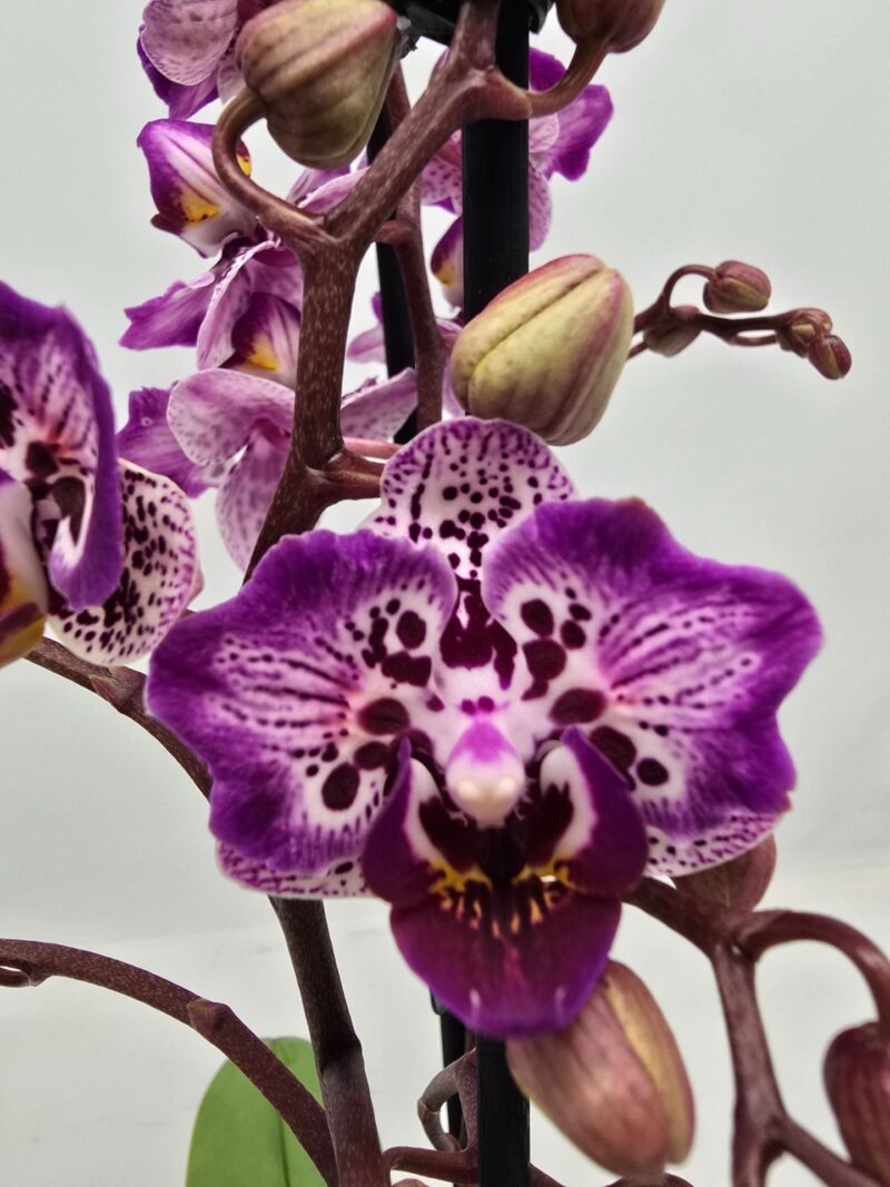 Phalaenopsis Formosa Cranberry ‘Peloric’ | Storczyk Phalaenopsis Formosa Cranberry ‘Peloric’ | Storczyk