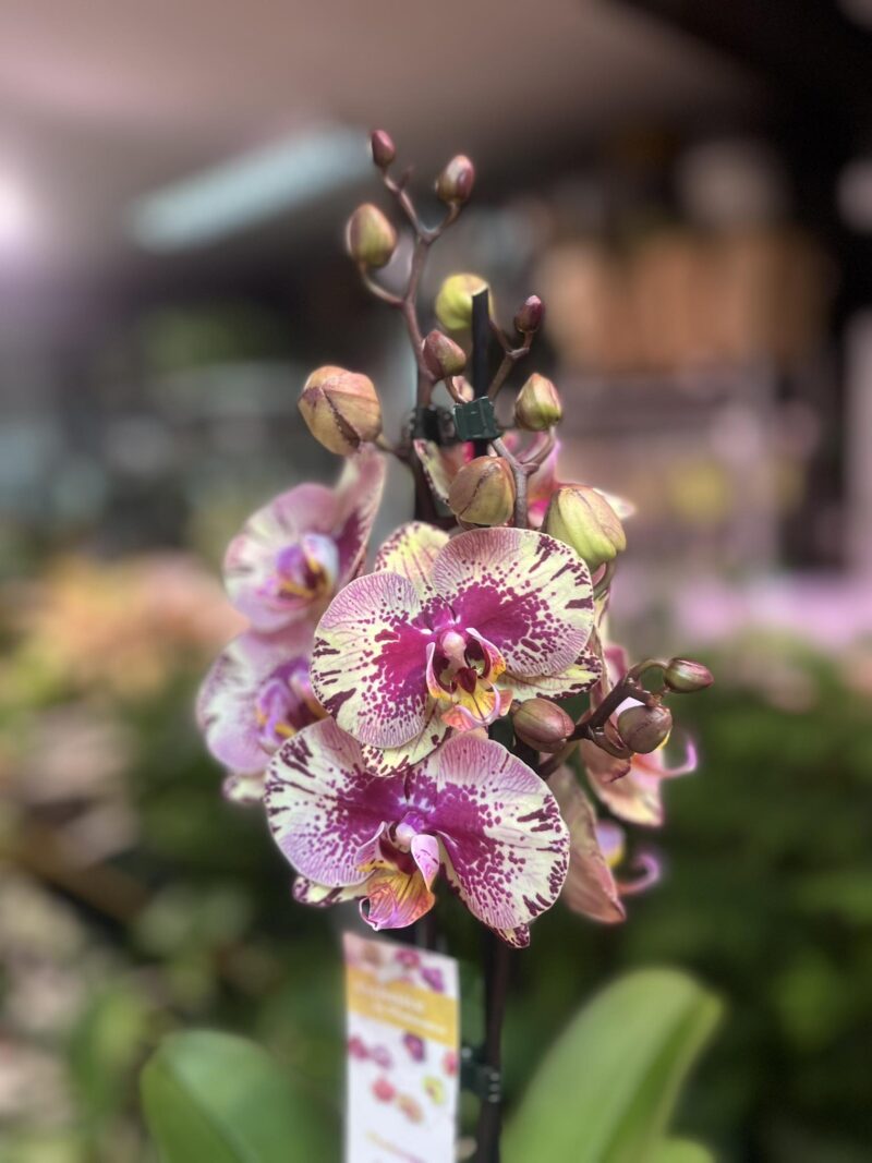 Phalaenopsis Golden Art | Storczyk Phalaenopsis Golden Art | Storczyk