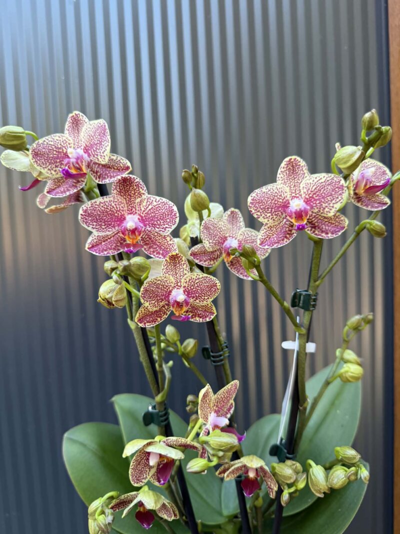 Phalaenopsis ‘Pikachu’ | Storczyk