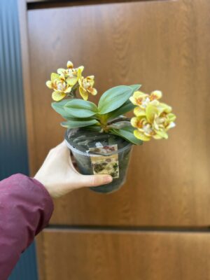 Phalaenopsis (Yaphon Perfume × Brother Sara Gold) ‘Yaphon ES-1’ | Storczyk