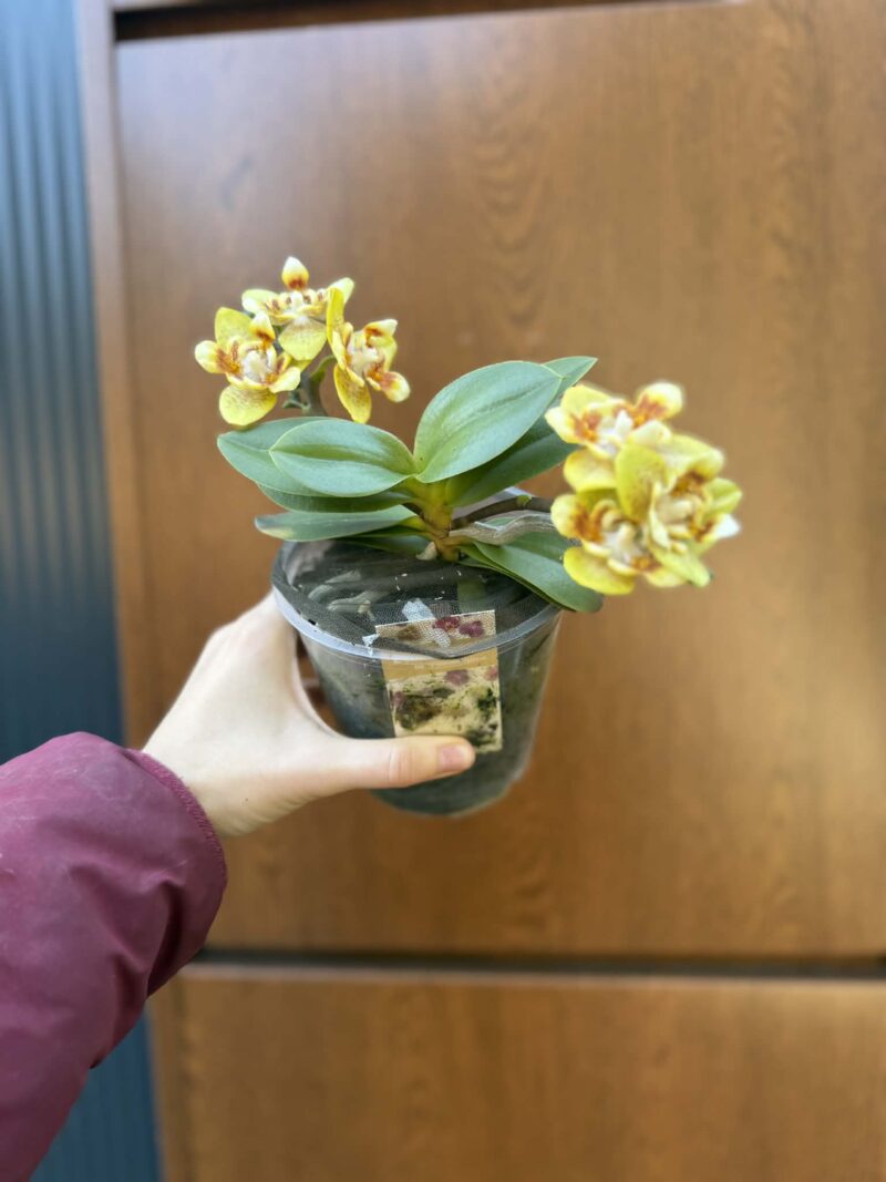 Phalaenopsis (Yaphon Perfume × Brother Sara Gold) ‘Yaphon ES-1’ | Storczyk