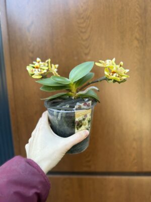 Phalaenopsis (Yaphon Perfume × Brother Sara Gold) ‘Yaphon ES-1’ | Storczyk