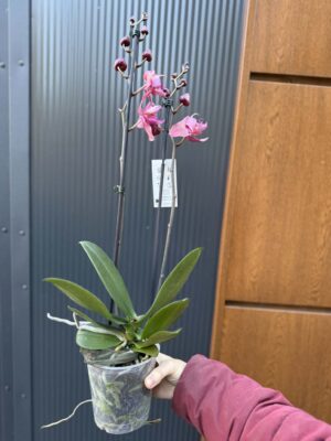 Phalaenopsis Limited 08 przekwitający