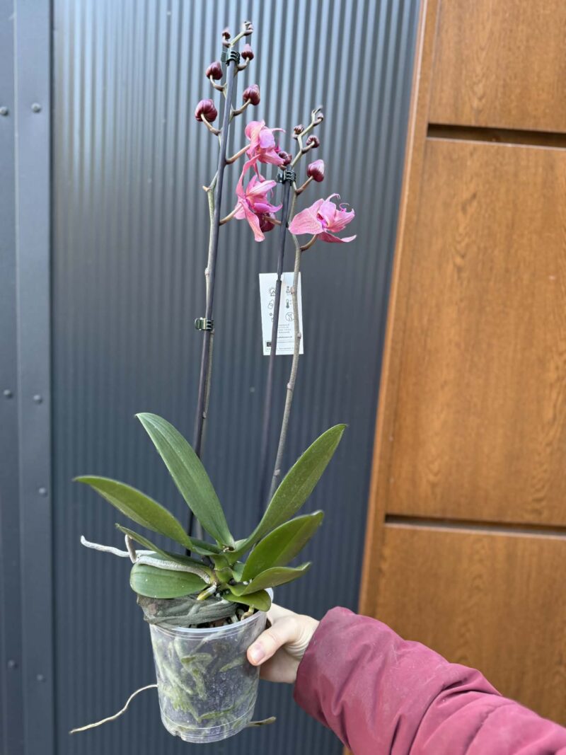 Phalaenopsis Limited 08 przekwitający
